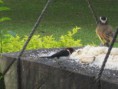 /album/fotogaleria/hato-el-cedral-131-jpg/